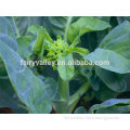 Sale good quality Chinese kale seeds cabbage Vegetable for planting